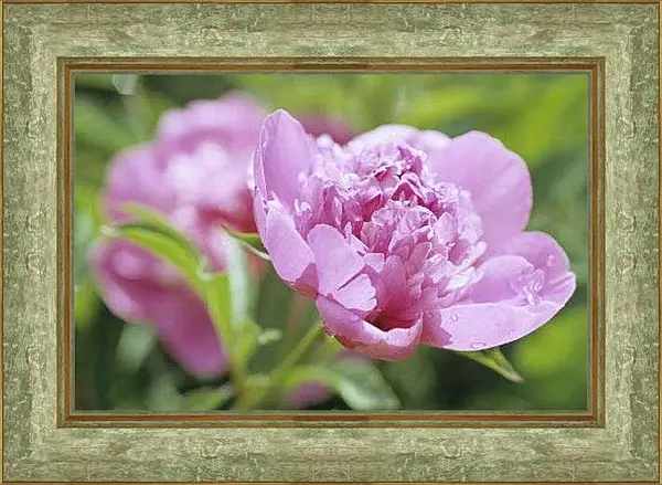 Картина в раме - Пион с каплями росы