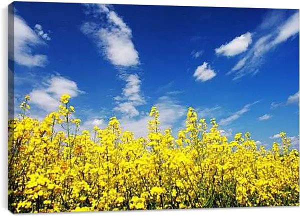 Постер на подрамнике - Рапс и небо