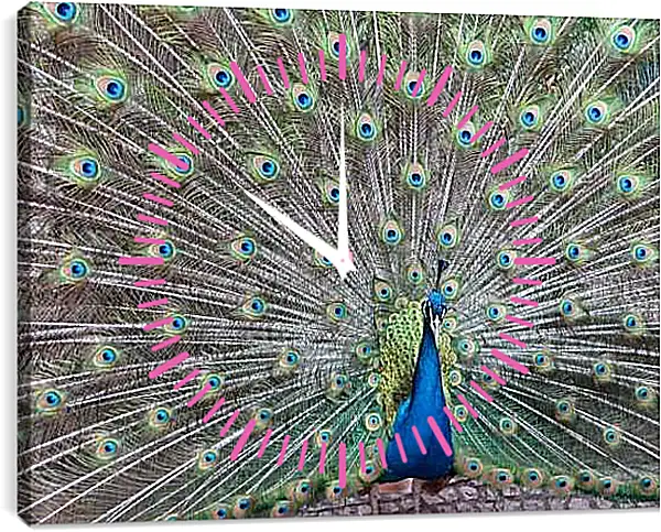 Часы картина - Павлин с распущенным хвостом