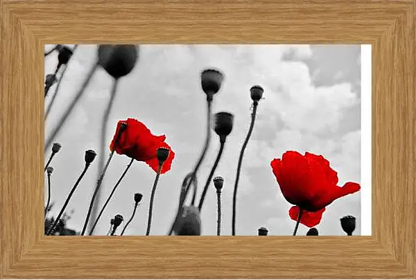 Картина в раме - Маки
