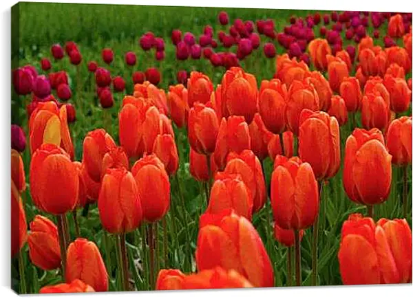 Постер на подрамнике - Поле красных тюльпанов