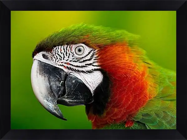 Картина в раме - Голова зелёного попугая