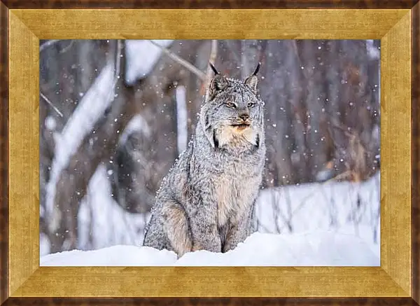 Картина в раме - Рысь