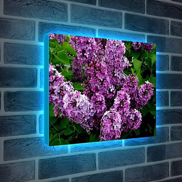 Лайтбокс световая панель - Ветка сирени