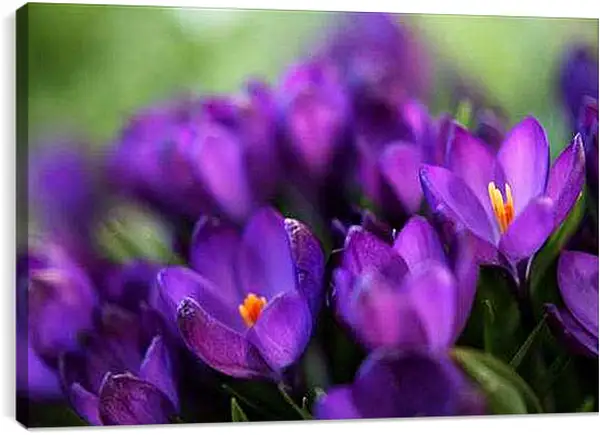 Постер на подрамнике - Крокусы