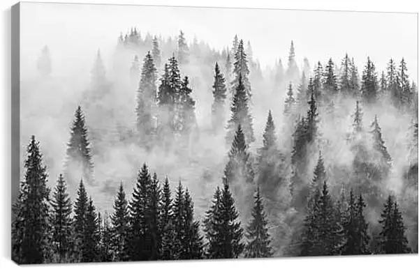 Постер на подрамнике - Лес в зимнем тумане