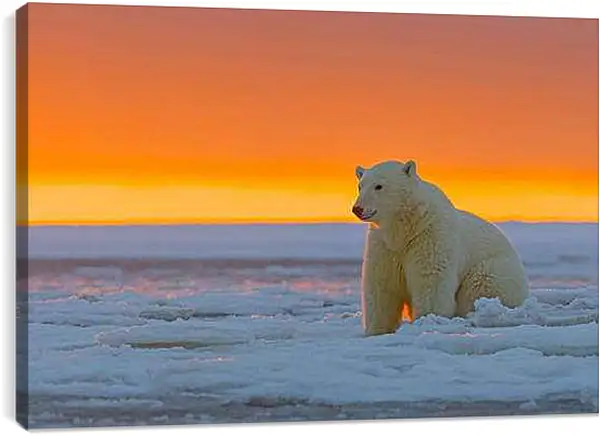Постер на подрамнике - Белый медведь