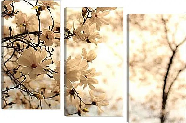 Модульная картина - Цветущая магнолия