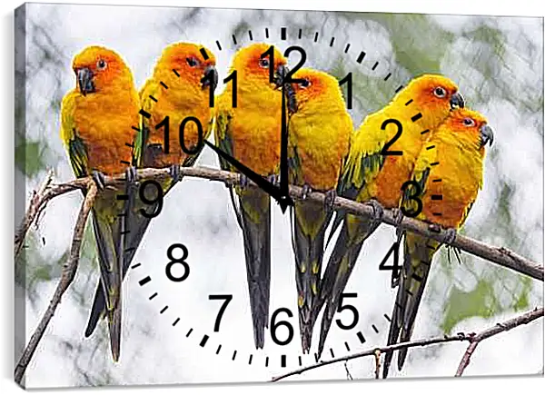 Часы картина - Шесть попугайчиков на ветке