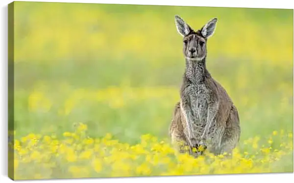 Постер на подрамнике - Кенгуру