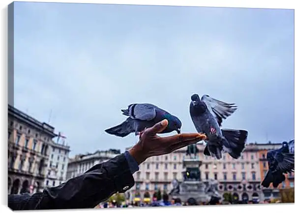 Постер на подрамнике - Голуби