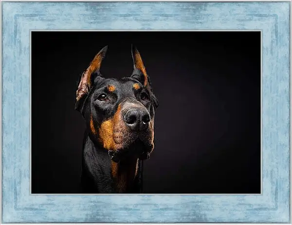 Картина в раме - Портрет собаки на черном фоне в студии