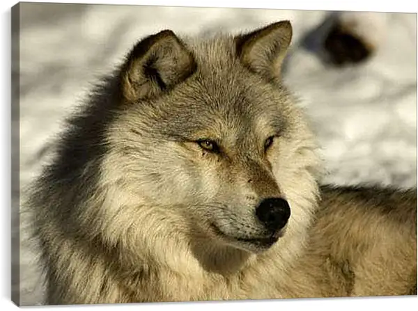 Постер на подрамнике - Волк