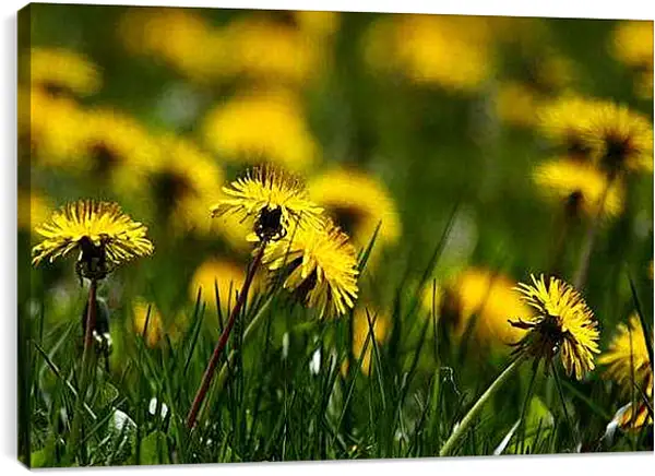 Постер на подрамнике - Поляна из жёлтых одуванчиков