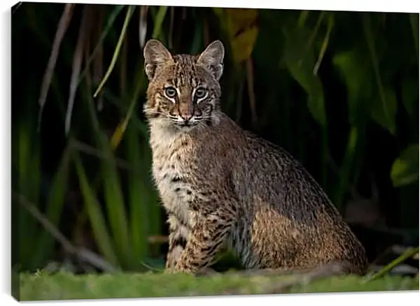 Постер на подрамнике - Рысь