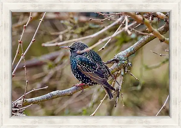 Картина в раме - Скворец сидит на ветке