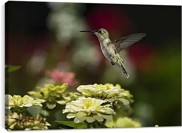 Постер на подрамнике - Колибри