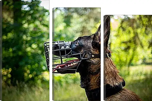 Модульная картина - Овчарка в наморднике