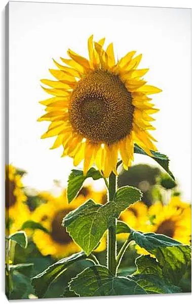 Постер на подрамнике - Подсолнух в поле