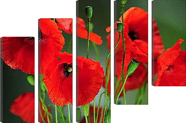 Модульная картина - Маки