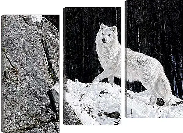 Модульная картина - Белый волк