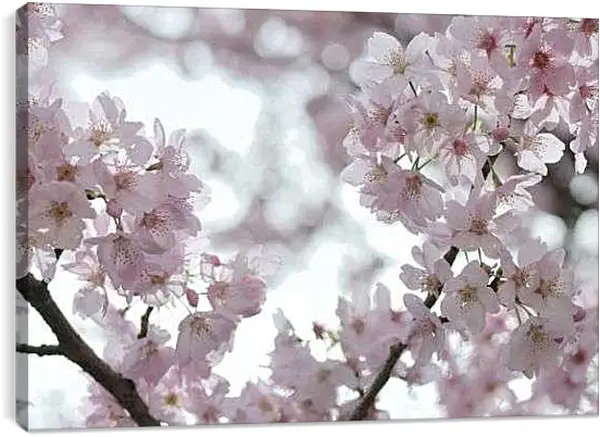 Постер на подрамнике - Сакура в цвету