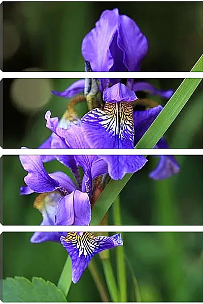 Модульная картина - Ирис