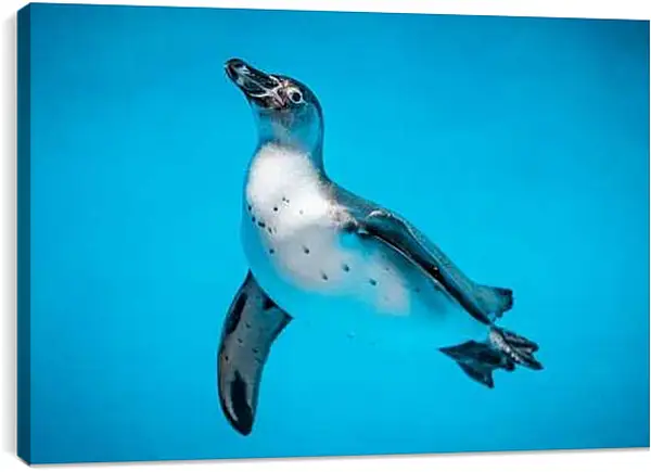 Постер на подрамнике - Пингвин с белой грудкой