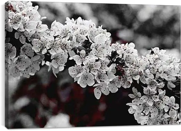 Постер на подрамнике - Цветущая ветка