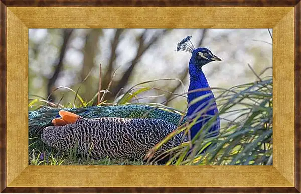 Картина в раме - Павлин в зелёной траве