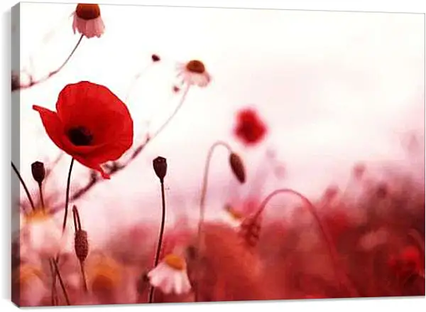 Постер на подрамнике - Красный мак