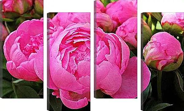 Модульная картина - Пионы