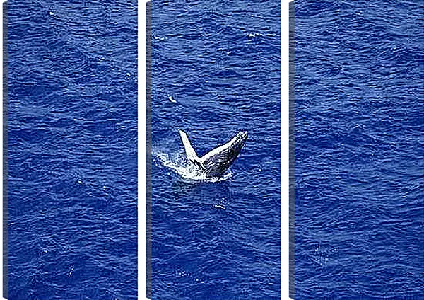 Модульная картина - Киты