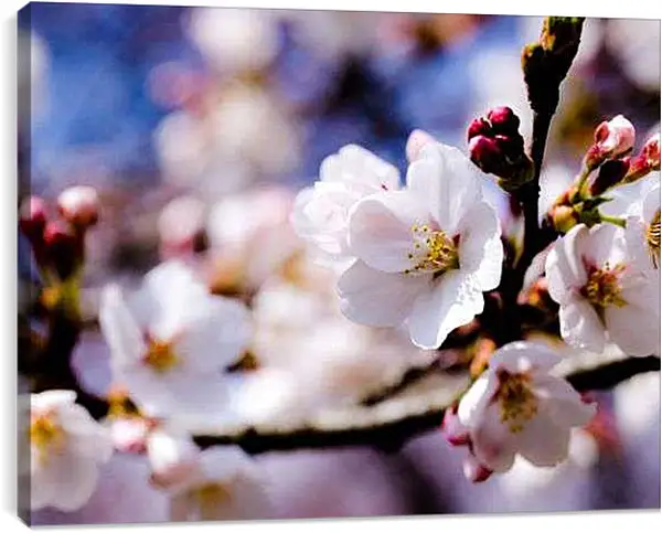 Постер на подрамнике - Яблоня в цвету