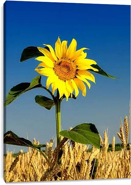 Постер на подрамнике - Подсолнух над колосьями