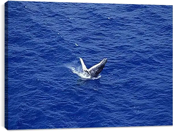 Постер на подрамнике - Киты