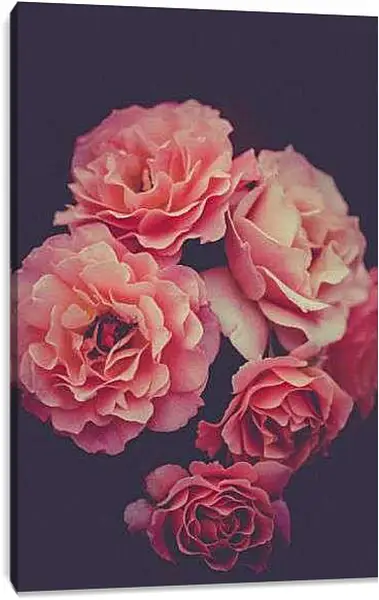 Постер на подрамнике - Пионы на черном фоне