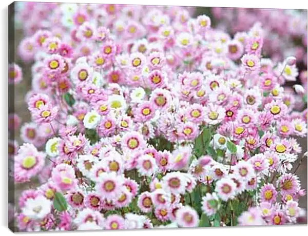 Постер на подрамнике - Бело-розовые хризантемы