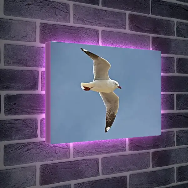 Лайтбокс световая панель - Чайка