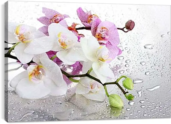 Постер на подрамнике - Две веточки орхидей