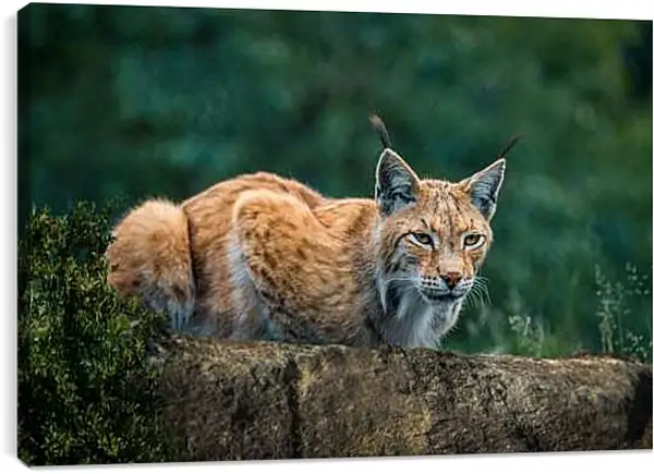 Постер на подрамнике - Рысь