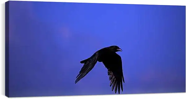 Постер на подрамнике - Чёрный ворон в полёте