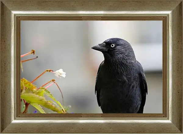 Картина в раме - Ворон чёрный