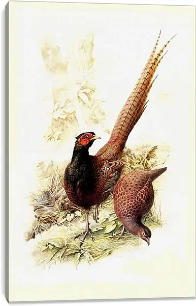 Постер на подрамнике - Пара фазанов