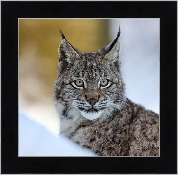 Картина в раме - Рысь