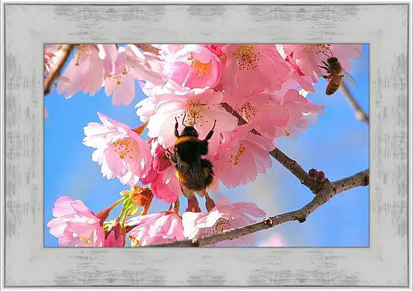 Картина в раме - Весна