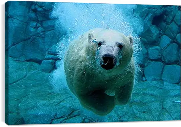 Постер на подрамнике - Белый медведь в воде