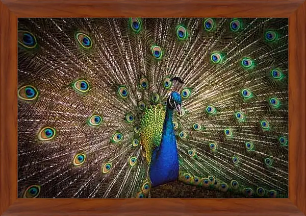 Картина в раме - Павлин с распущенным хвостом