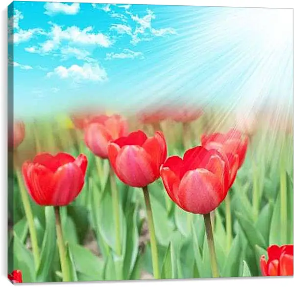 Постер на подрамнике - Тюльпаны на лугу