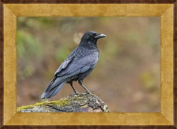 Картина в раме - Чёрный ворон сидит на камне